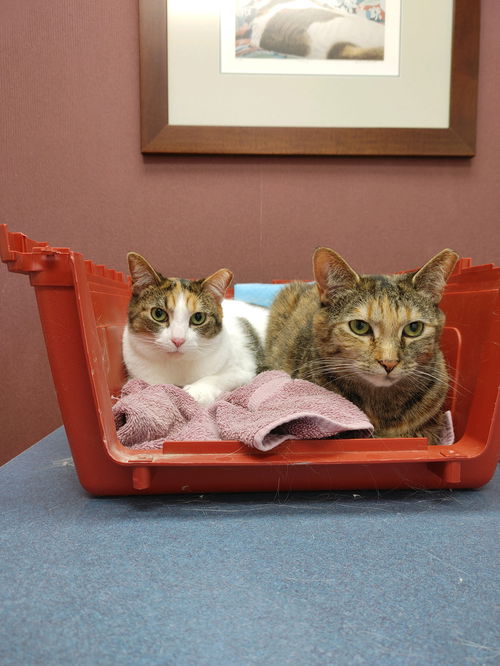 Goldie Hawn (MUST BE ADOPTED WITH KATE HUDSON)