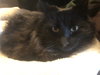 Anthony (MUST BE ADOPTED WITH CLEOPATRA)