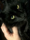 Anthony (MUST BE ADOPTED WITH CLEOPATRA)