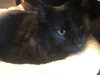 Anthony (MUST BE ADOPTED WITH CLEOPATRA)