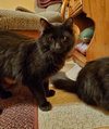 Anthony (MUST BE ADOPTED WITH CLEOPATRA)