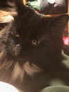 Cleopatra (MUST BE ADOPTED WITH ANTHONY)
