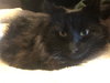 Cleopatra (MUST BE ADOPTED WITH ANTHONY)