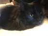 Cleopatra (MUST BE ADOPTED WITH ANTHONY)