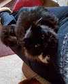 Cleopatra (MUST BE ADOPTED WITH ANTHONY)
