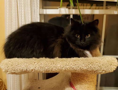Cleopatra (MUST BE ADOPTED WITH ANTHONY)