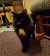 Cleopatra (MUST BE ADOPTED WITH ANTHONY)