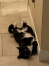 Baxter(2)