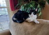 Josie
