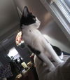 Josie
