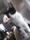 Josie