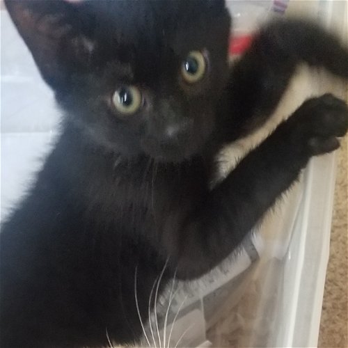 Eclipse (MUST BE ADOPTED WITH SWEETIE PIE)