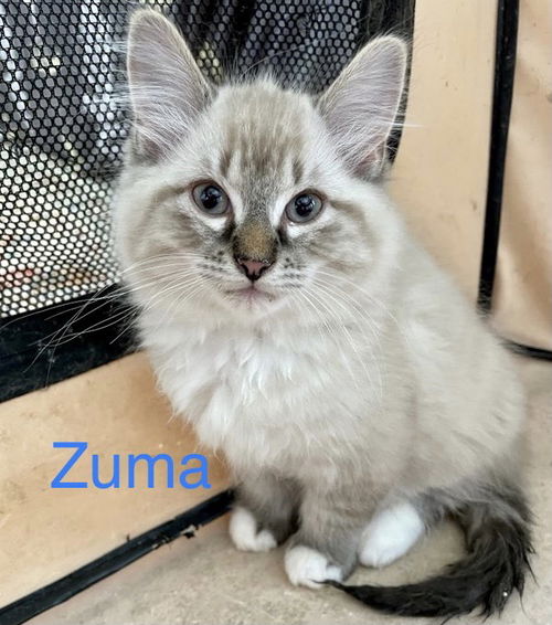 Zuma