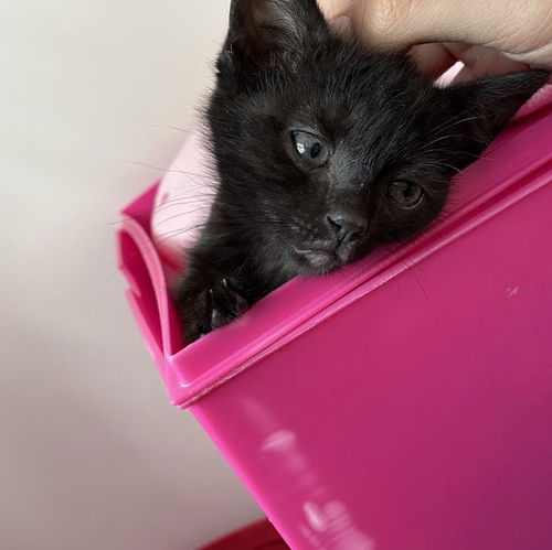 Neko