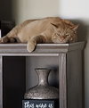 Aslan