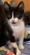 Fred