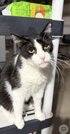 Catori