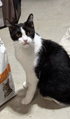 Catori