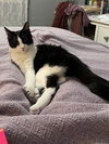 Catori
