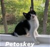 Petosky