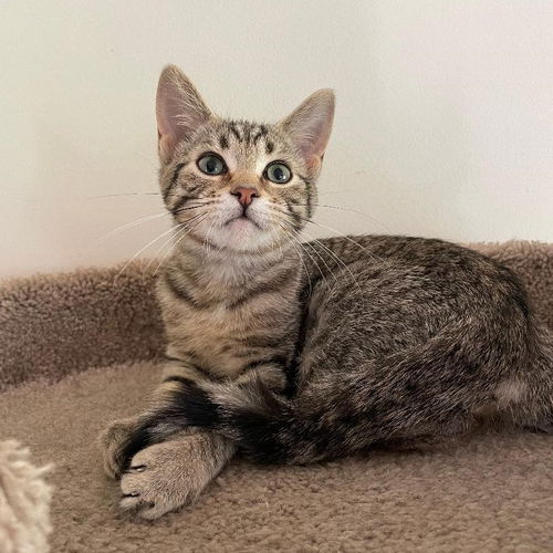 Goldie (MUST BE ADOPTED WITH DIAMOND JIM)