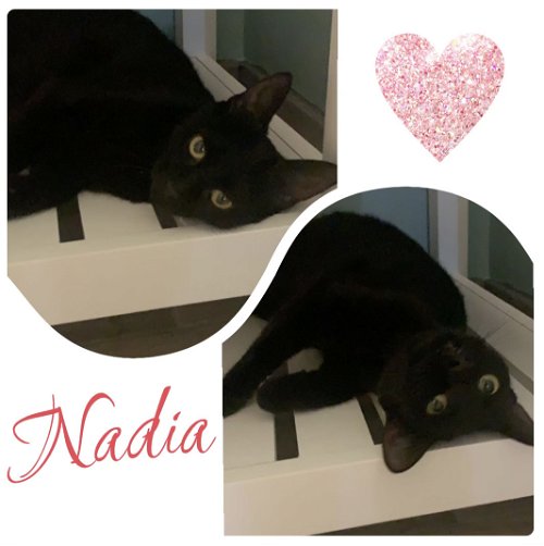 Nadia (MUST BE ADOPTED WITH BAILEY)