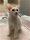 Frosty (MUST BE ADOPTED WITH BLIZZARD)