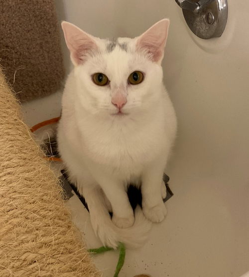 Blizzard (MUST BE ADOPTED WITH FROSTY)