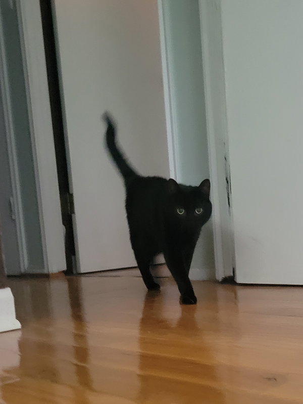Zola