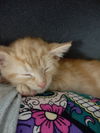 Clementine (MUST BE ADOPTED WITH PEACHES)