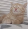 Clementine (MUST BE ADOPTED WITH PEACHES)