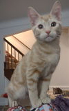 Clementine (MUST BE ADOPTED WITH PEACHES)
