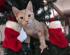 Clementine (MUST BE ADOPTED WITH PEACHES)