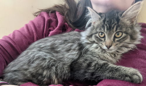 Jolene (MUST BE ADOPTED WITH JOSHUA)