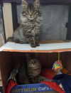 Jolene (MUST BE ADOPTED WITH JOSHUA)