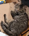 Jolene (MUST BE ADOPTED WITH JOSHUA)