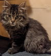 Jolene (MUST BE ADOPTED WITH JOSHUA)