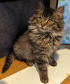 Jolene (MUST BE ADOPTED WITH JOSHUA)