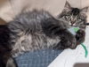 Jolene (MUST BE ADOPTED WITH JOSHUA)