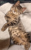 Joshua (MUST BE ADOPTED WITH JOLENE)