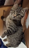 Joshua (MUST BE ADOPTED WITH JOLENE)