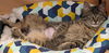 Joshua (MUST BE ADOPTED WITH JOLENE)