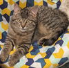Joshua (MUST BE ADOPTED WITH JOLENE)