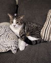 Jesse (Front Paw Declawed)