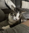 Jesse (Front Paw Declawed)