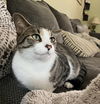 Jesse (Front Paw Declawed)
