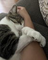 Jesse (Front Paw Declawed)