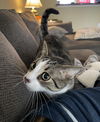 Jesse (Front Paw Declawed)