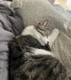Jesse (Front Paw Declawed)