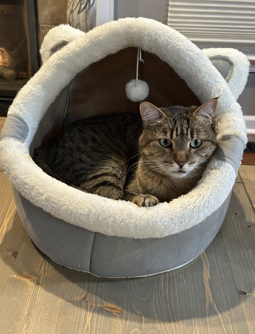 Oswald(FRONT-PAW DECLAWED)